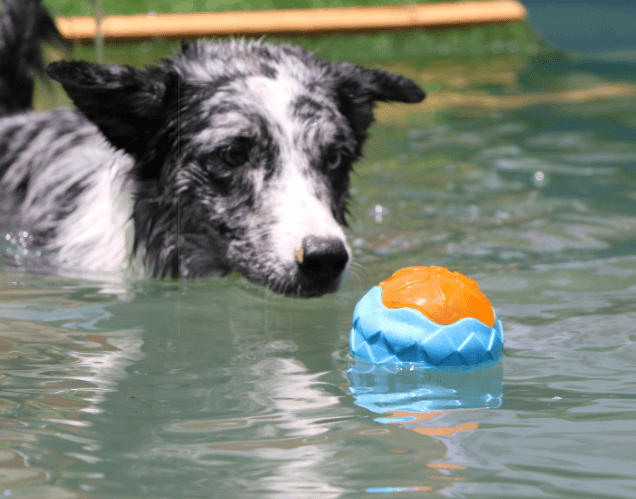 Glowing Audible Dog Toy Ball - Floatable, Teeth-Grinding Pet Toy