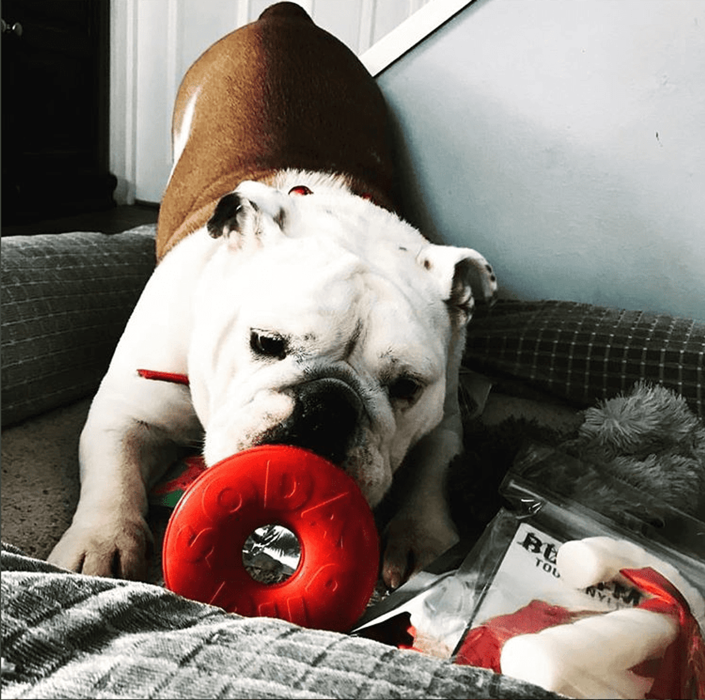 SP Life Ring Durable Rubber Chew Toy and Treat Dispenser for Dogs