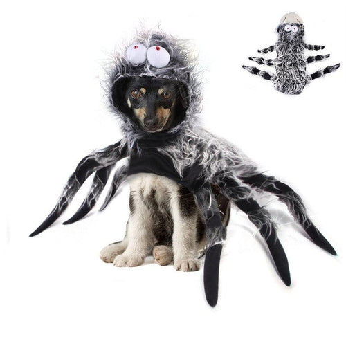 Transforming Pet Costume: Creative Cats, Dogs, And Large Dogs Unleash