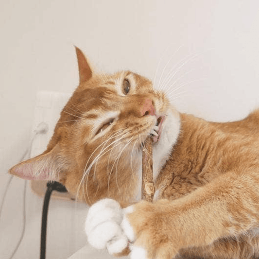 Matatabi Natural Dental Sticks for Optimal Cat Oral Care