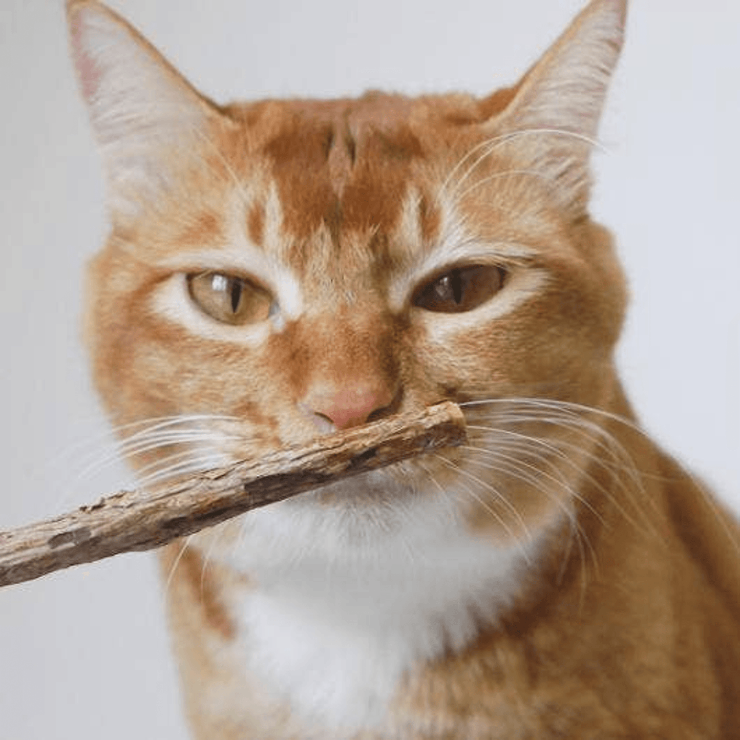 Matatabi Natural Dental Sticks for Optimal Cat Oral Care