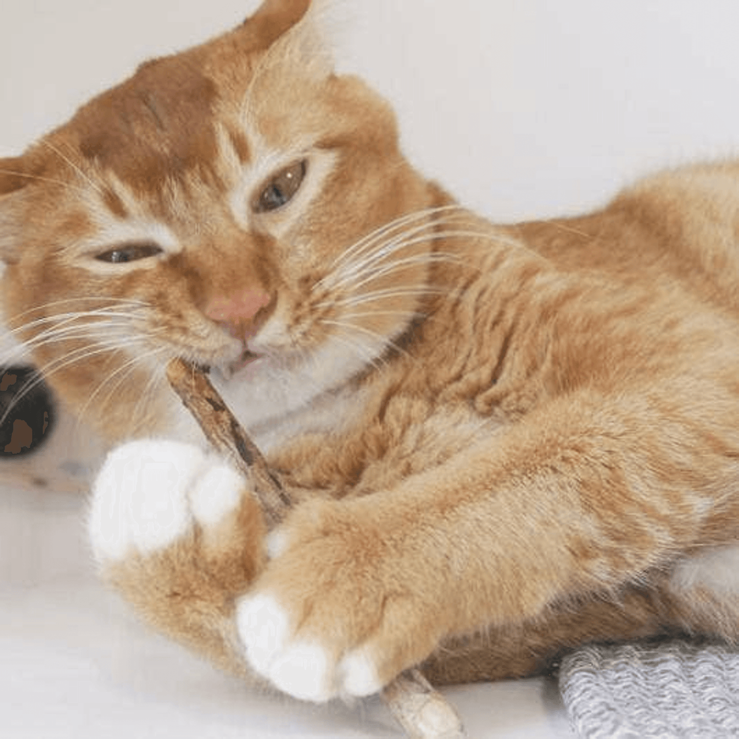Matatabi Natural Dental Sticks for Optimal Cat Oral Care