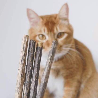 Matatabi Natural Dental Sticks for Optimal Cat Oral Care