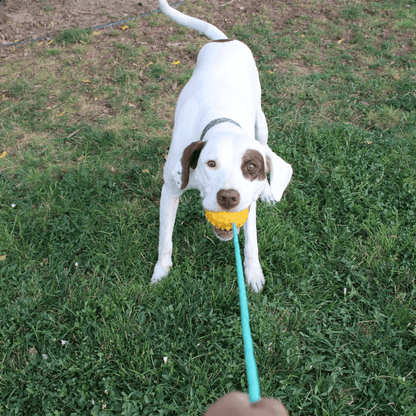 Mako Durable Chew Rope Toy for Powerful Chewers