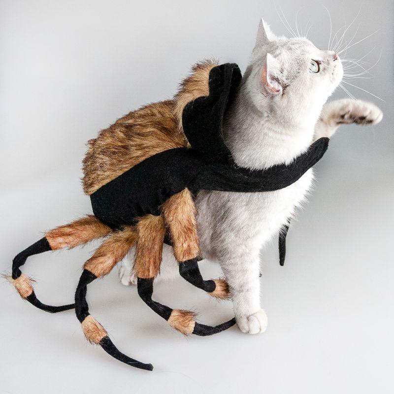 Spider Costume For Pets: Transform Your Furry Friend Into A Spooky