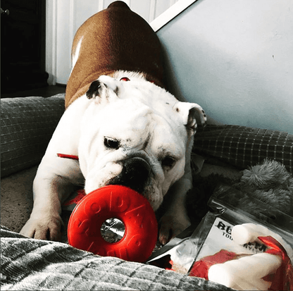 SP Life Ring Durable Rubber Chew Toy and Treat Dispenser for Dogs