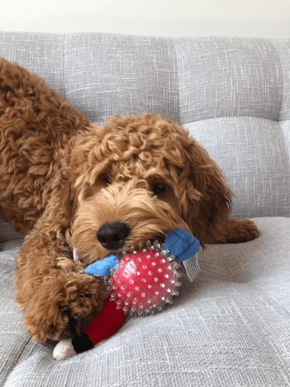 Lil' Squeakers Parrot Spiky Ball for Small Dogs