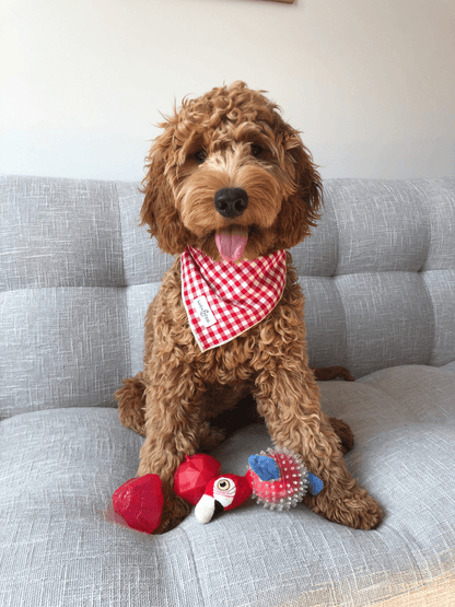 Lil' Squeakers Parrot Spiky Ball for Small Dogs