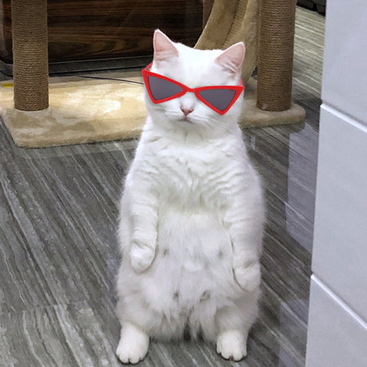 Playful Tinted Eyewear For Pets