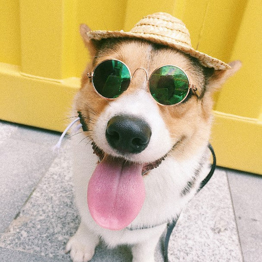 Canine picture spectacles