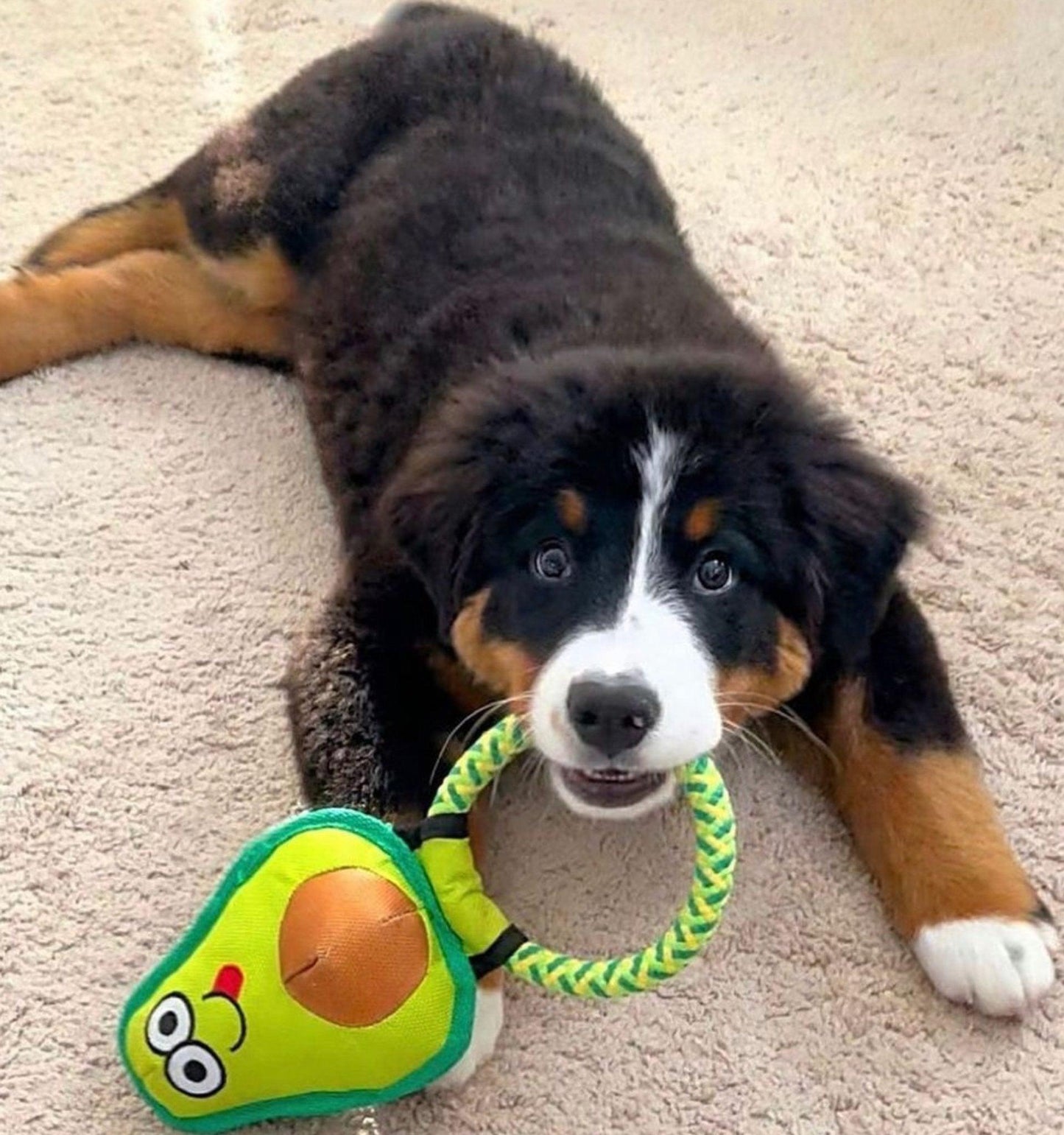 Avo Doggo: Premium Durable Avocado Dog Toy