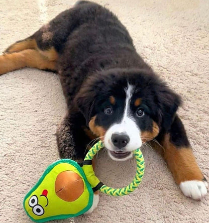 Avo Doggo: Premium Durable Avocado Dog Toy