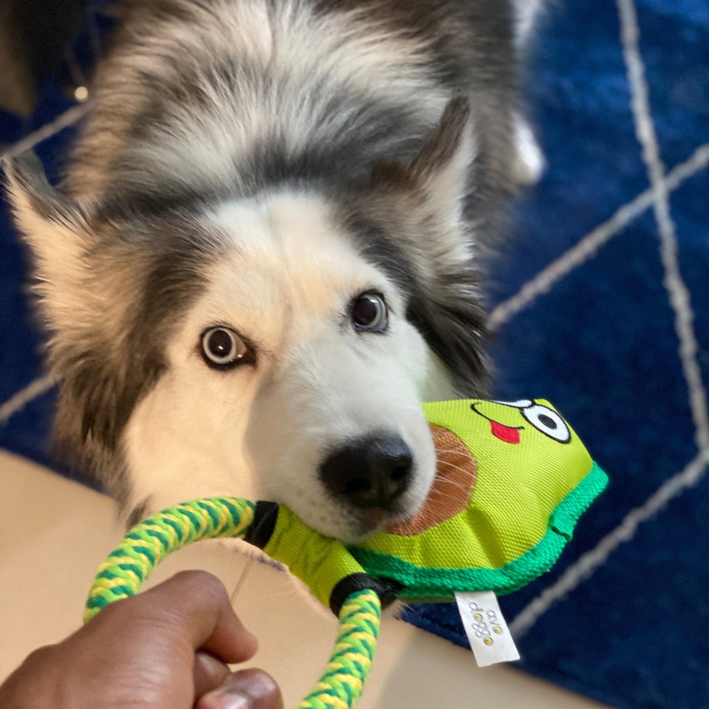 Avo Doggo: Premium Durable Avocado Dog Toy